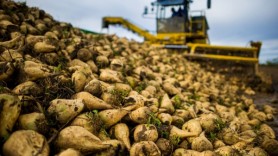 Noi scumpiri? Agricultorii cer prețuri mai mari pentru sfecla de zahăr
